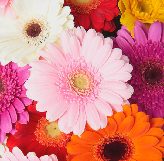 Florist In San Mateo Ca 🌻 Oct 2024